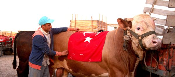 s-400 isimli boğa - Sputnik Türkiye