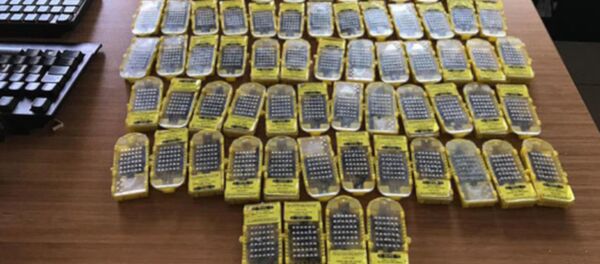 Sabiha Gökçen Havalimanı'nda 'bal arısı' operasyonu - Sputnik Türkiye