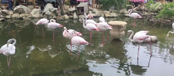 flamingo kahvaltı evi - Sputnik Türkiye