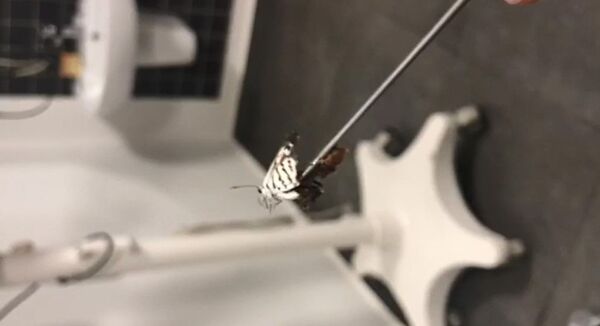 Ağrı şikayetiyle hastaneye gitti, kulağından canlı kelebek çıktı - Sputnik Türkiye