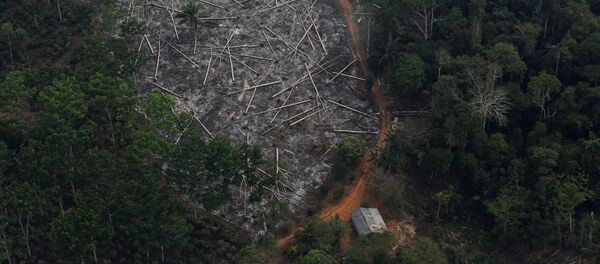 Amazon ormanlarında tahribat - Sputnik Türkiye