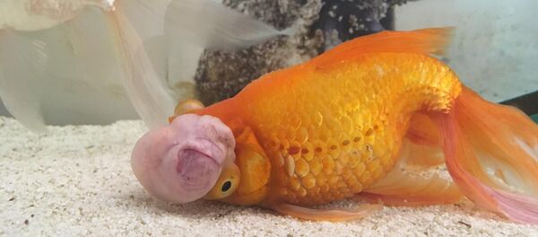 Japon balığı - Sputnik Türkiye