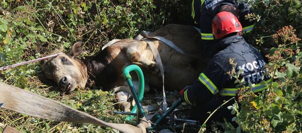 7 saat süren kaçak kurbanlık kovalamacası, hayvanın bayılmasıyla son buldu  - Sputnik Türkiye