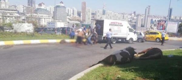 Kapalı kasada havasız kalan kurbanlık, cadde ortasında kesildi Kapalı kasada havasız kalan kurbanlık, cadde ortasında kesildi - Sputnik Türkiye