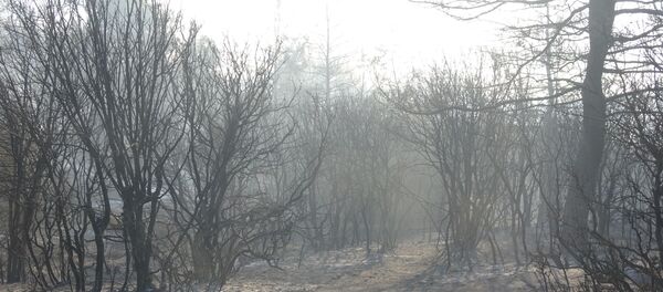 Gelibolu- Yangın - Sputnik Türkiye