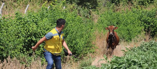 Kurban Bayramı Kurban Bayramı - Sputnik Türkiye