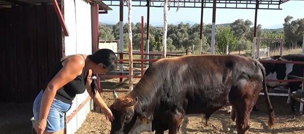 Boğa Ferdinand - Sputnik Türkiye