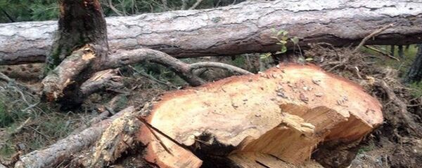 Kestiği ağacın altında kalan adamın cesedi 4 gün sonra bulundu - Sputnik Türkiye