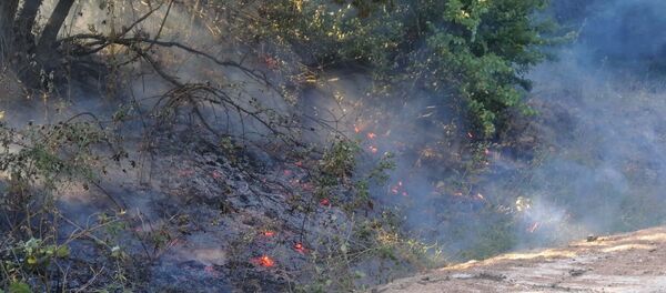 Çanakkale'de orman yangını - Sputnik Türkiye