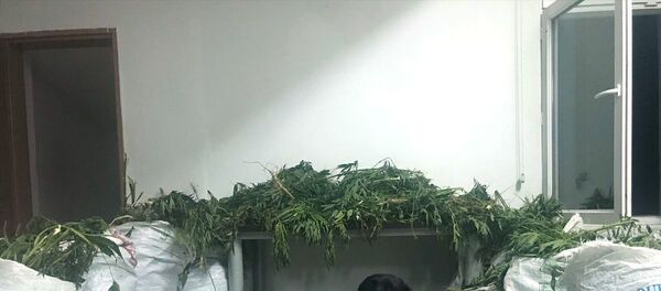 Amasya’nın Göynücek ilçesinde düzenlenen operasyonda 8 kilo 600 gram kubar esrar ve 2 bin 500 kök Hint keneviri ele geçirildi, 5 kişi gözaltına alındı.  - Sputnik Türkiye