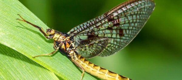 Mayıs sineği - Sputnik Türkiye