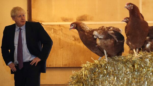Boris Johnson, Brexit sonrasının tarım politikalarına destek arayışında tavuk çiftliklerini ziyaret ederken - Sputnik Türkiye