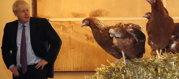 Boris Johnson, Brexit sonrasının tarım politikalarına destek arayışında tavuk çiftliklerini ziyaret ederken - Sputnik Türkiye