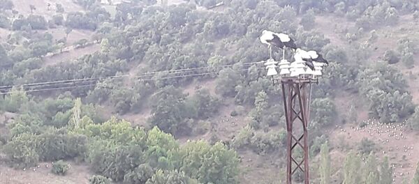  Leylekler ölmesin diye elektrikleri kestiler  - Sputnik Türkiye