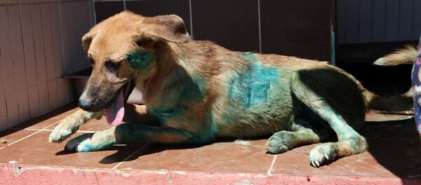 Sakarya'da, kesici aletle yaralanmış halde bulunan köpek tedavi altına alındı. - Sputnik Türkiye
