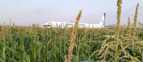 Rusya, Airbus 321 tipi yolcu uçağı, mısır tarlası - Sputnik Türkiye