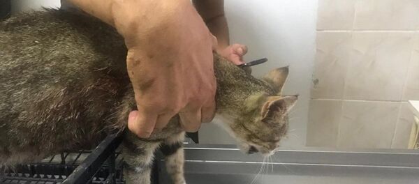 Hamile kedi - Sputnik Türkiye