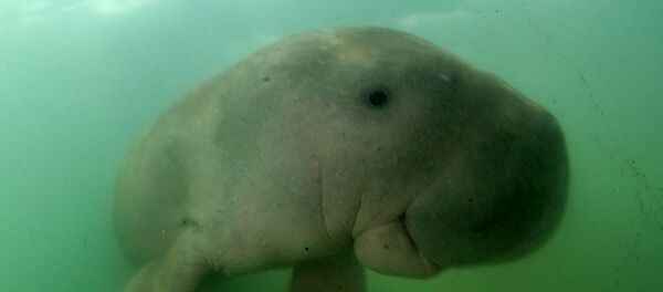 Deniz ineği (dugong) Deniz ineği (dugong) - Sputnik Türkiye