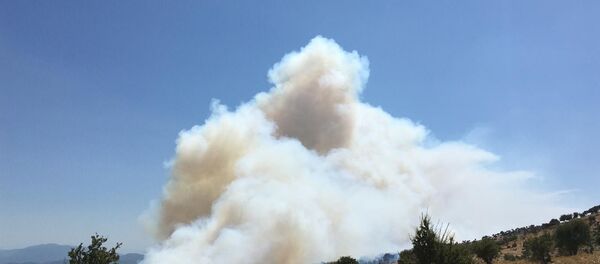 İzmir, orman yangını - Sputnik Türkiye