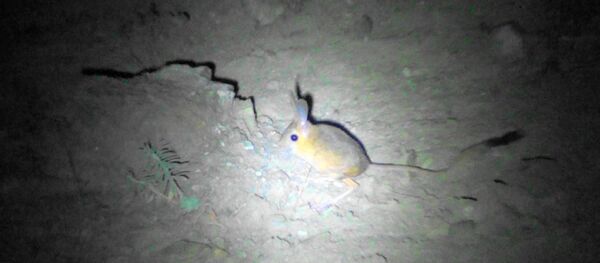 Sivas'ın Altınyayla ilçesinde Dünya Doğa ve Doğal Kaynakları Koruma Birliği tarafından nesli tükenmekte olduğu için kırmızı listeye alınan 'Arap tavşanı' görüntülendi. - Sputnik Türkiye