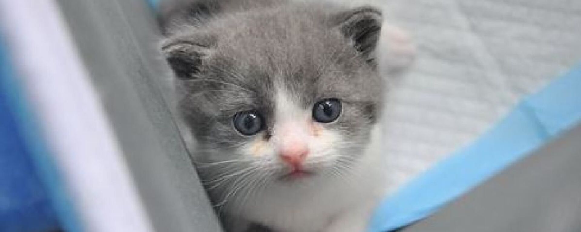 Çin’in ilk klonlanmış kedisi Garlic doğdu - Sputnik Türkiye, 1920, 20.08.2019