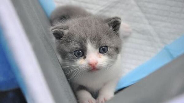 Çin’in ilk klonlanmış kedisi Garlic doğdu - Sputnik Türkiye