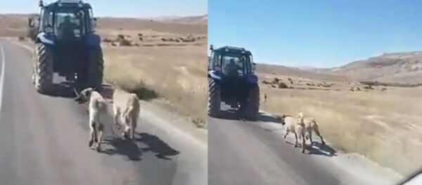 Kangal köpeklerini zincirle traktöre bağlayıp koşturdu - Sputnik Türkiye