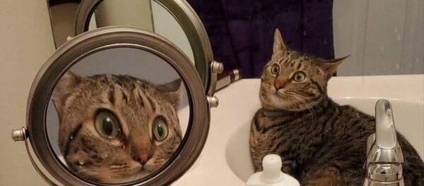 Büyüteçli ayna karşısındaki görüntüsünü tanıyamayan kedi, sosyal medyada viral oldu - Sputnik Türkiye