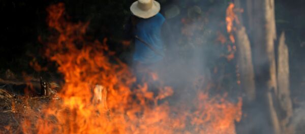 Brezilya'da kasıtlı yangın çıkarılan Amazon ormanları, kerestecilik, çiftçilik ve madencilikle yağmalanıyor. - Sputnik Türkiye