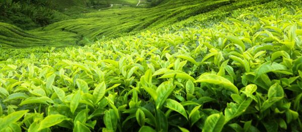 Sri Lanka - Çay - Sputnik Türkiye