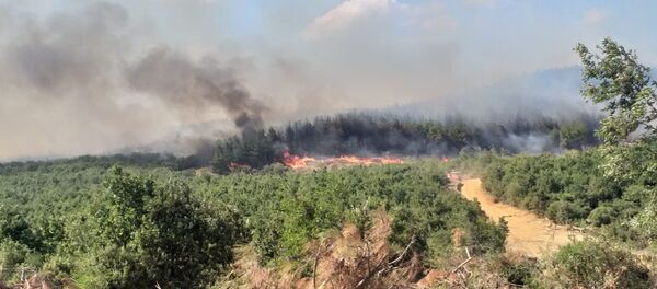 Keşan'da orman yangını - Sputnik Türkiye