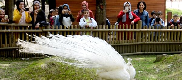 Kurban Bayramı’nda tabiat ve milli parkların ziyaretçisi 4 milyonu aştı - Sputnik Türkiye