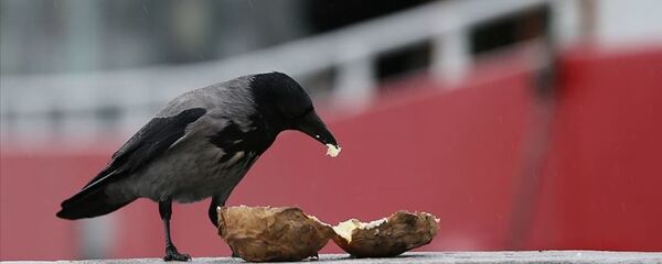 karga - Sputnik Türkiye