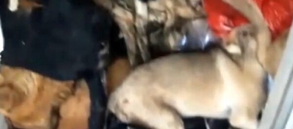 Antalya'daki barınak - Sputnik Türkiye