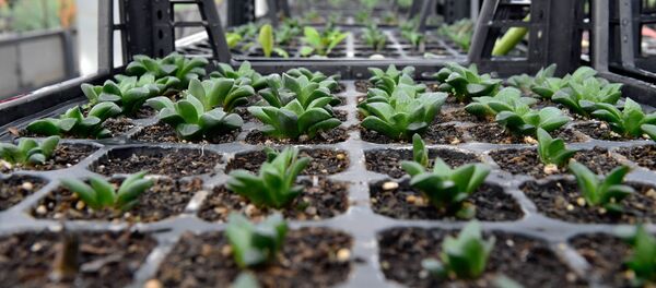 Ankara'da ithal ağaç dönemi sona eriyor - Sputnik Türkiye