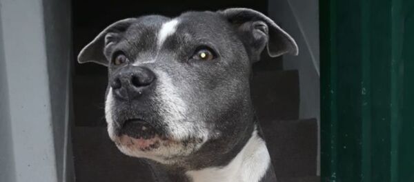 Köpekleri sayesinde kanser olduğunu öğrendiler - Sputnik Türkiye