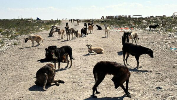 'Lüleburgaz’da 300 köpek kayboldu' iddiası - Sputnik Türkiye