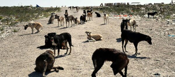 'Lüleburgaz’da 300 köpek kayboldu' iddiası - Sputnik Türkiye