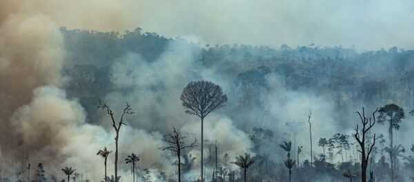 Amazon yangın - Sputnik Türkiye