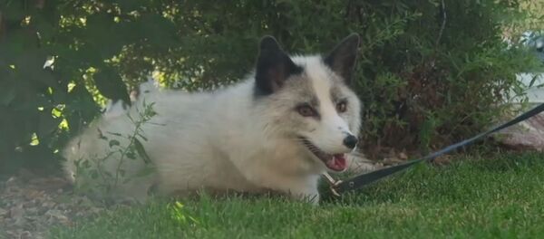 Tilki evcilleştirme denemesi Tilki evcilleştirme denemesi - Sputnik Türkiye