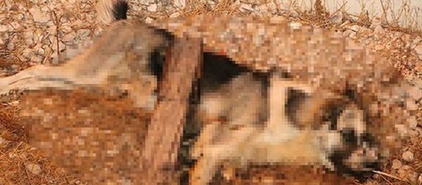 Sokak köpeği, bıçaklama - Sputnik Türkiye