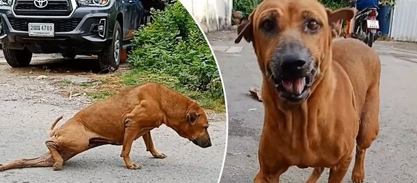 Yiyecek için numara yapan köpek - Sputnik Türkiye