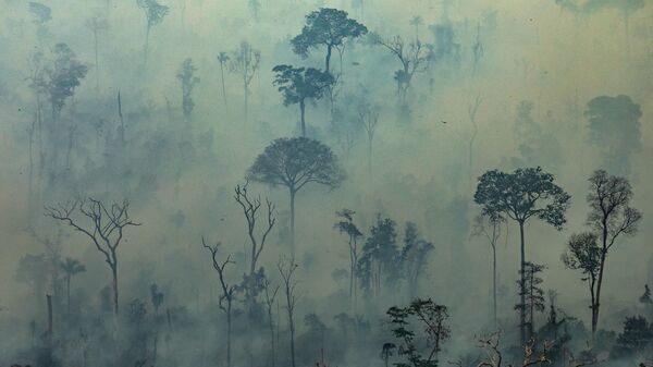Вид на природные пожары в лесах Амазонии, Бразилия  - Sputnik Türkiye