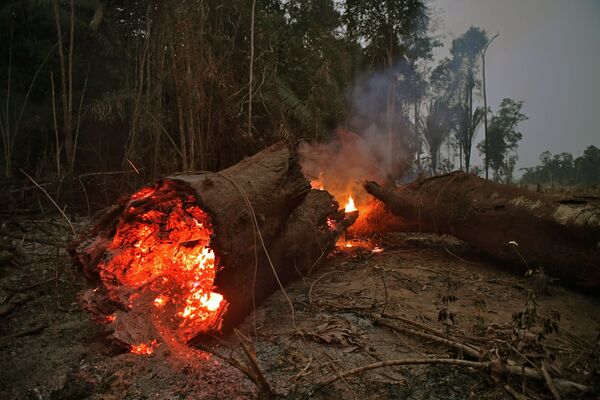 Amazon ormanlarındaki yangınlar - Sputnik Türkiye