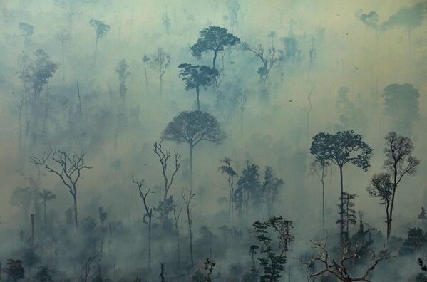 Amazon ormanlarındaki yangınlar - Sputnik Türkiye