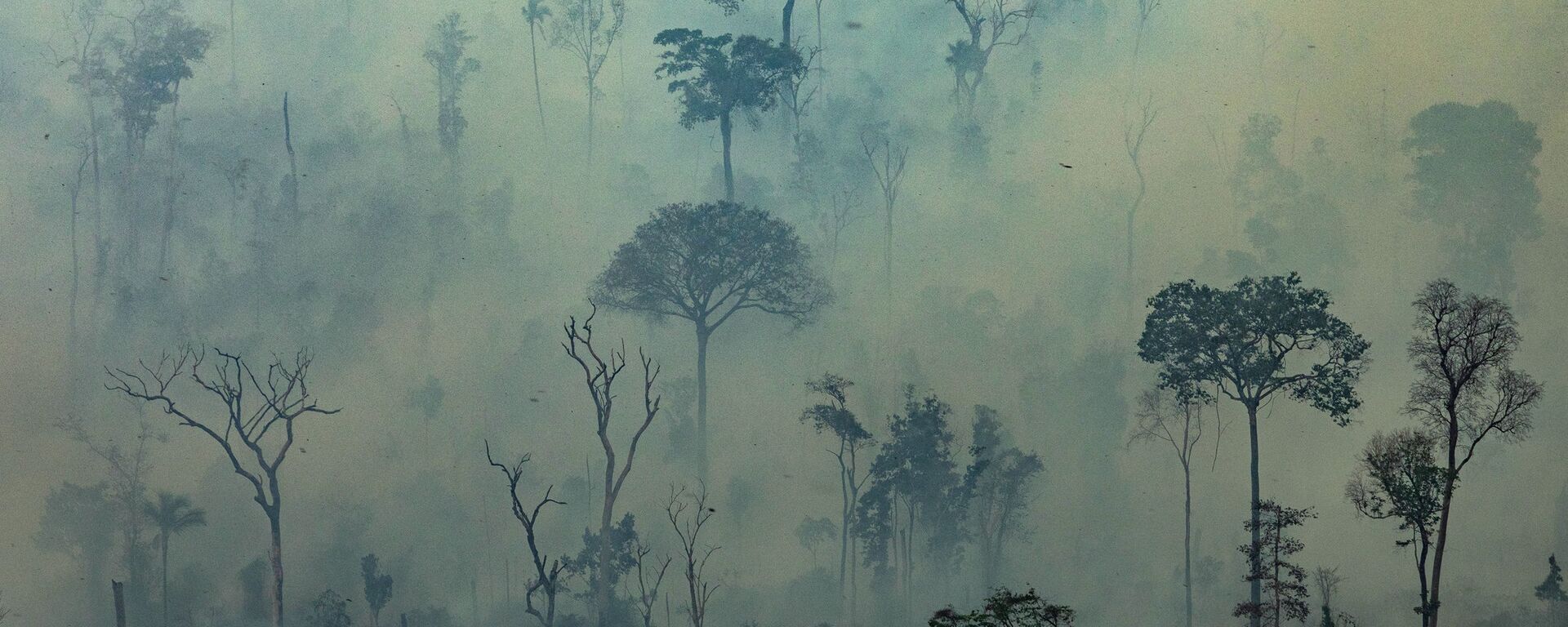 Amazon ormanlarındaki yangınlar - Sputnik Türkiye, 1920, 19.11.2021