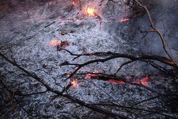 Горящие ветки во время пожара в лесах Амазонии  - Sputnik Türkiye
