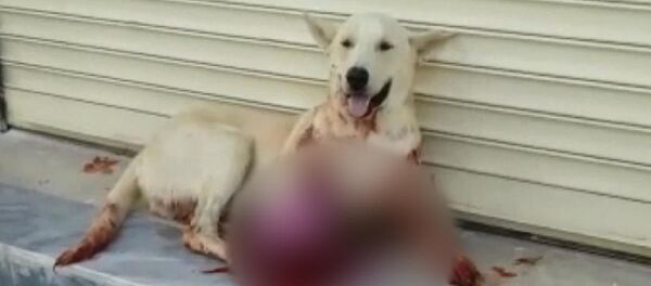 Sesinden rahatsız olduğu köpeği av tüfeği ile vurdu - Şanlıurfa - Sputnik Türkiye