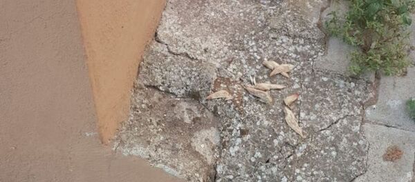 Bandırma'da kedi köpek katliamı - Sputnik Türkiye