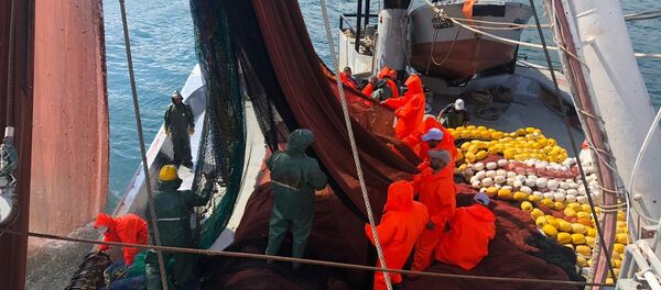 Trabzon - balıkçı - Sputnik Türkiye